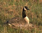 Nesting Canadian Goose