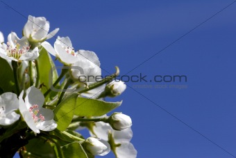 pear blossom