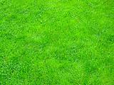 Regular grass