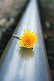 flower on rails