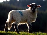 Welsh Lamb in sunlight