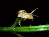 a small transparent snail