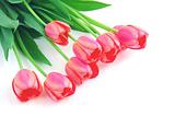 Pink tulips on white
