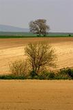 tree and farmland