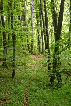 lush forest