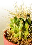 Cactus Color Background