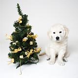 puppy and tree