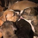 kissing puppies