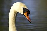 Single swans head
