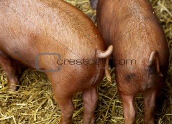 pig tails