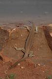 Lizard in the outback