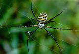 Back Garden Spider