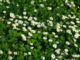 Close up shoot of daisy field