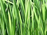 Green Reeds