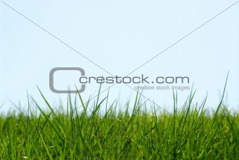 Grass sky background
