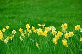 Daffodils and grass