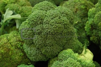 The Brocolli Patch