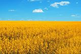 Yellow fields in summer