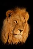 African lion portrait 