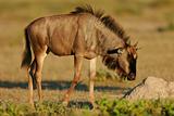 Young wildebeest 