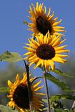 Sunflowers on a background of the blue sky in the afternoon