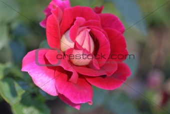 Pink rose on a background of a green grass in the summer