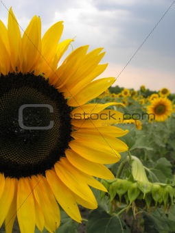 sunflowers on the field