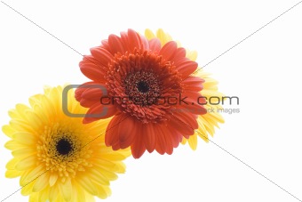 Red and yellow daisy