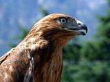 The tamed falcon on a background of Crimean mountains