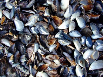 cockleshells on the beach of the Black Sea. big picture