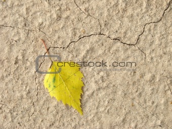lonely yellow leaf