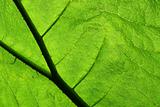 Gunnera leaf