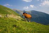Horse up in the mountains