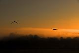 dawn birds