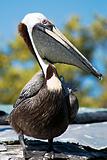 Pelican on a roof