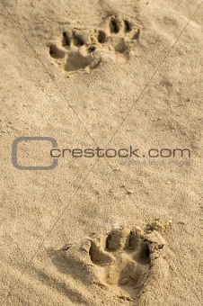 Pawprints in sand