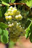 Green grapes on vine