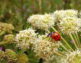 Red ladybug (Coccinella)