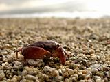 Close up shot of red crab on pebbled shore