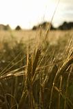 Field of wheat after rain