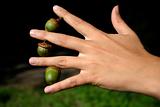 Three acorns in bewteen fingers