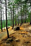 Pines cliffs trail