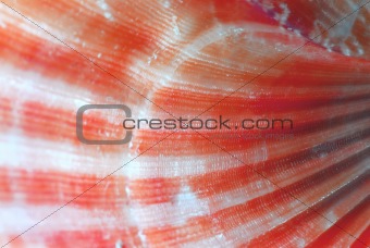 Seashell surface