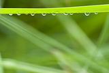 grass with hanging droplets