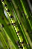 horsetail bamboo