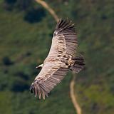 Vulture in flight 