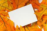 Blank card with fall leaves