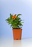 Small Plant, zinnia