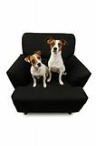 Two Jack Russell Terriers on Black Chair