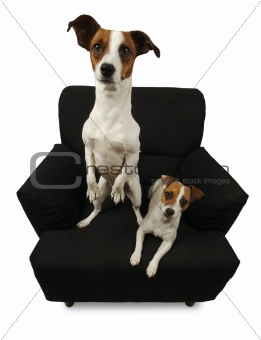 Two Jack Russell Terriers on Black Chair
